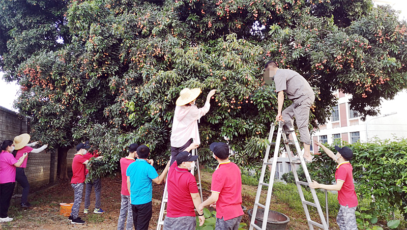 工作人员与孩子们趣味摘荔枝.pn.png